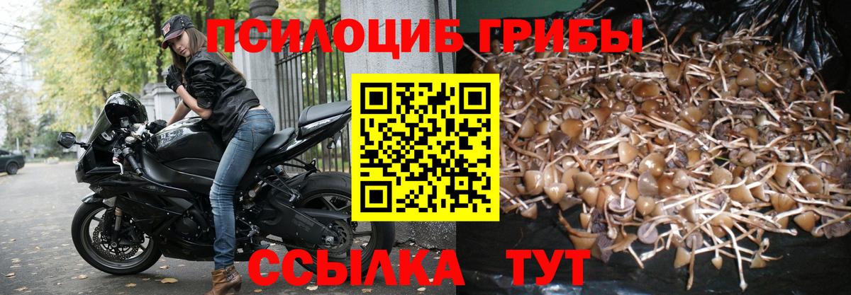 Псилоцибиновые грибы Cubensis  Псилоцибиновые грибы мицелий  Белорецк  Вход с VPN 